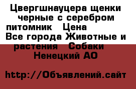 Цвергшнауцера щенки черные с серебром питомник › Цена ­ 30 000 - Все города Животные и растения » Собаки   . Ненецкий АО